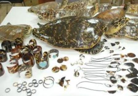  AUTORIDADES MEDIO AMBIENTE DECOMISAN PIEZAS ARTESANALES TIENDAS PLAYAS SOSÚA, PUERTO PLATA