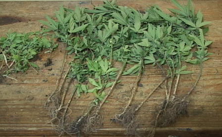 DECOMISAN PLANTACIÓN MARIHUANA LOMA ISABEL DE TORRES