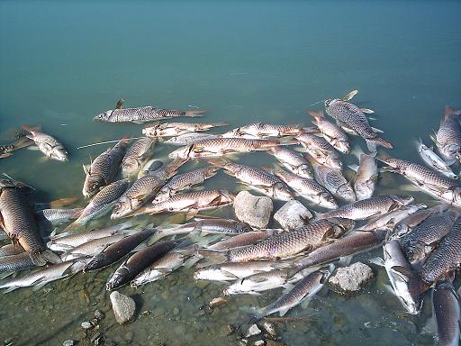 DESCONOCIDOS ENVENENAN RIO EL TABLÓN; MUEREN CIENTOS DE ESPECIES AGUA DULCE