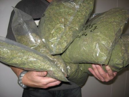 DNCD OCUPA MARIHUANA DURANTE OPERATIVO 