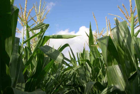 Denuncian merma producción maíz