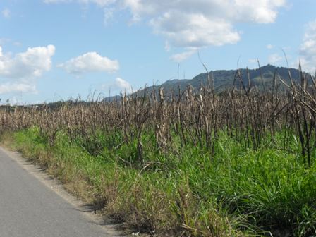 DESCONOCIDOS VUELVEN INCENDIAR CAMPOS CAÑEROS INGENIO AMISTAD