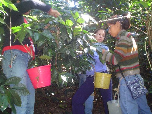PLAGA LA BROCA AFECTA CAFETALES ZONA OESTE PUERTO PLATA