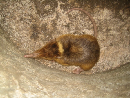 ENCUENTRAN NUEVO SOLENODONTE GIGANTE COMUNIDAD HATO MAYOR 