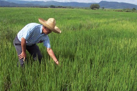 ADMINISTRADOR BANCO AGRÍCOLA DESTACA APOYO OFRECE ENTIDAD SECTORES PRODUCTORES, AGROPECUARIOS 