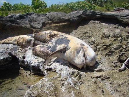 AVISTAN MUERTA BALLENA EN PLAYA PRÓXIMO DISTRITO MAIMÓN