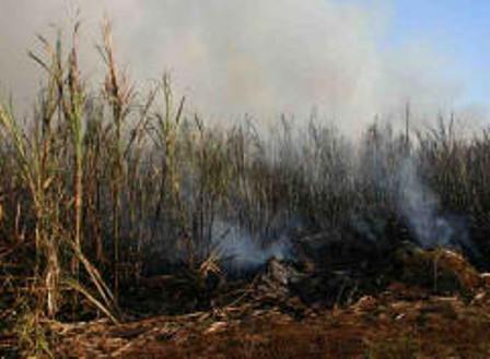 DESCONOCIDOS INCENDIAN VASTOS CAMPOS CAÑEROS INGENIOS AMISTAD, MONTELLANO