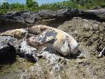 AVISTAN MUERTA BALLENA EN PLAYA PRÓXIMO DISTRITO MAIMÓN