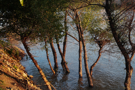 AGUA Y BOSQUES ESCASOS 