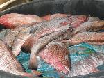 EXPERIMENTA GRAN AUGE VENTA PESCADOS Y MARISCOS EN MAIMÓN