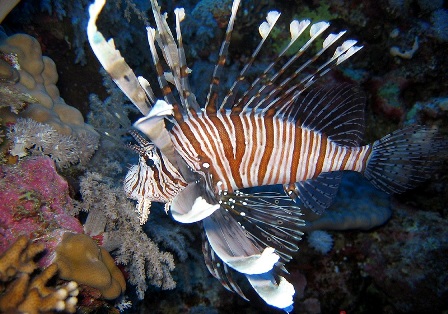 ACLARAN PEZ LEÓN NO REVISTE MORTAL PARA SERES HUMANOS
