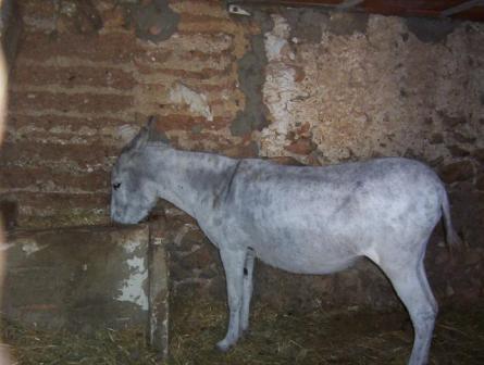 AGRICULTOR DENUNCIA BORRACHOS ABUSAN BURRA UTILIZA EN LABORES COTIDIANAS