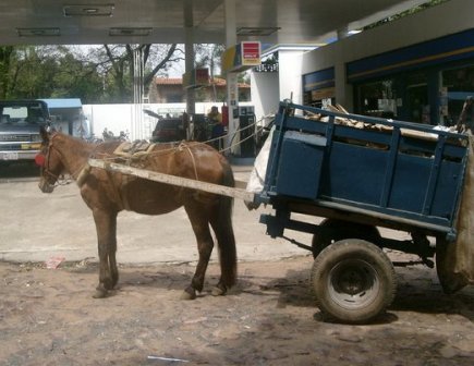 DELINCUENCIA SIGUE AGITADO CURSO; DESAPRENSIVOS APUÑALAN CABALLO, ROBAN VIVERO