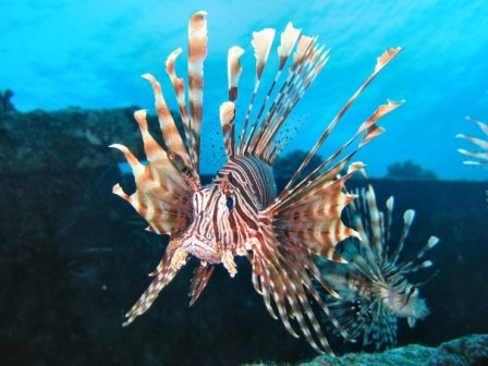 PREOCUPA CIBIMA PROLIFERACIÓN PEZ LEÓN AGUAS DEL ATLÁNTICO