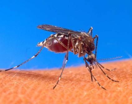 RASTREAN POSIBLES OCURRENCIAS CASOS DENGUE ZONA MONTECRISTI
