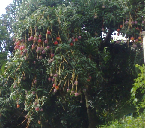 MUERE OBRERO TREPA MATA EN BÚSQUEDA VARIOS MANGOS; LAMENTABLE CASO SUCEDE SOLAR BALDÍO EN PUERTO PLATA