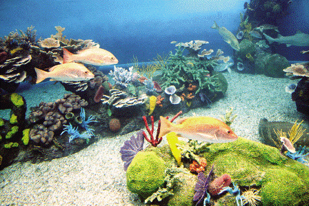 DIRECTOR PROVINCIAL MEDIO AMBIENTE LLAMA PRESERVAR OCÉANOS