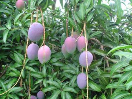 HISTORIA JUEZ “TUMBA MANGOS”; APRESAN PERIODISTA PROTESTA ACCIÓN FUNCIONARIO 