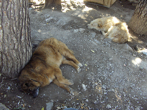 SALUD PÚBLICA INICIARÁ VACUNACIÓN MASIVA PERROS-GATOS