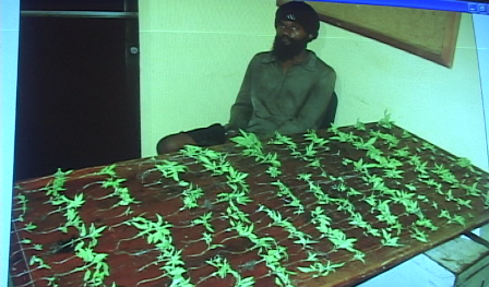 DNCD APRESA EXTRANJERO, DOMINICANO TRAFICABAN CARGAMENTO MARIHUANA