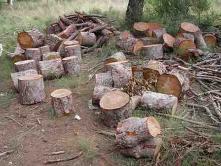 DEFORESTAN ÁREA BOSCOSA COMUNIDAD MAIMÓN