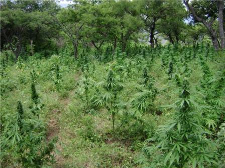 DNCD DECOMISA PLANTACIÓN MARIHUANA