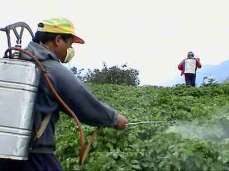 DENUNCIAN MALA APLICACIÓN PESTICIDAS AUMENTA MUERTE SERES HUMANOS CAMPOS DOMINICANOS
