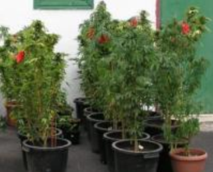 DNCD DESCUBRE PLANTACIÓN MARIHUANA BATEY BOCA NUEVA