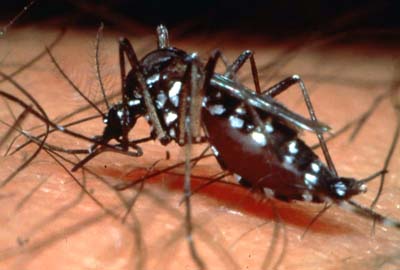 UCE, SOCIEDAD DOMINICANA PEDIATRÍA OFRECERÁN CURSO ACTUALIZACIÓN SOBRE DENGUE 