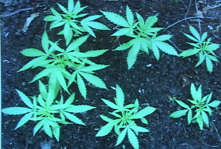 DESCUBREN PLANTACIÓN MARIHUANA CAMPO CAÑERO INGENIO MONTELLANO