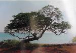 ABREN EXPOSICIÓN FOTOGRÁFICA PROMOCIONA PARQUE HISPANIOLA VILLA ISABELA