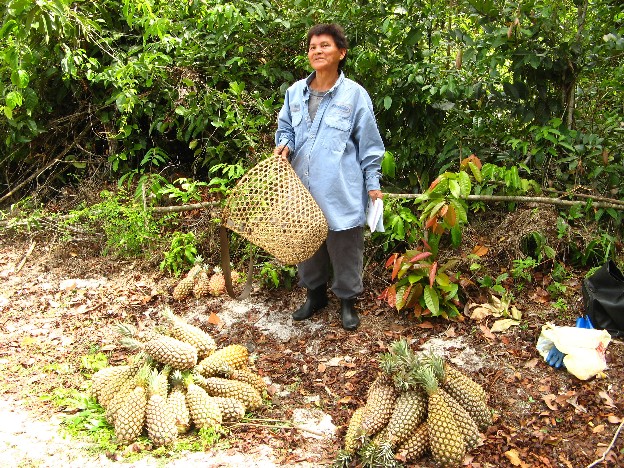 PRODUCTORES AGRÍCOLAS ALTAMIRA  ACUSAN GOBIERNO ABANDONARLES
