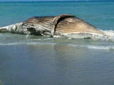 ENCUENTRAN VARADA BALLENA APARECE MUERTA COSTA MUNICIPIO RÍO SAN JUAN