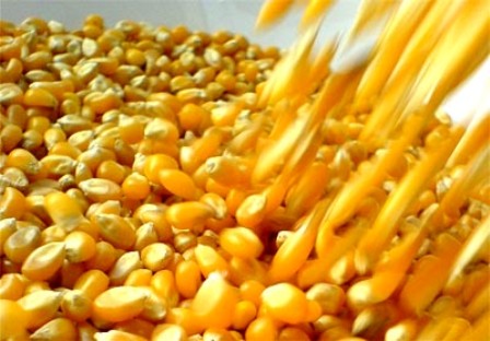 ABOGAN GOBIERNO INCENTIVE SIEMBRA MAÍZ, SORGO SIRVAN ALIMENTOS GANADO VACUNO, LECHERO