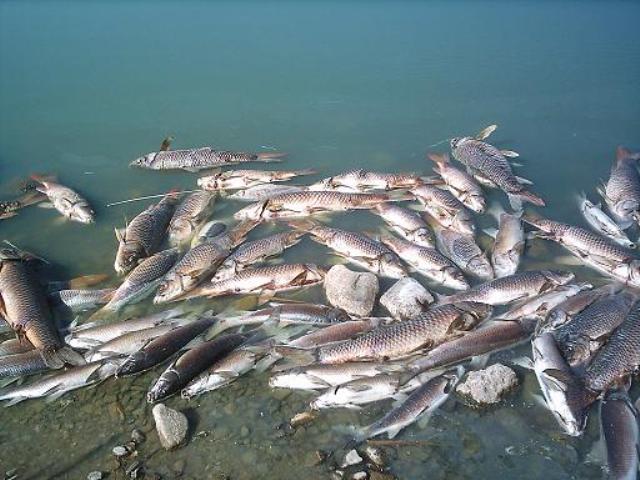 DESCONOCIDOS ENVENENAN RÍO; MATAN ESPECIES AGUA DULCE 