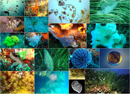 INICIA ESTRATEGIA NACIONAL CONSERVACIÓN BIODIVERSIDAD