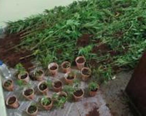 DESCUBREN PLANTACIÓN MARIHUANA NACIONALES BRITÁNICO, NORUEGO EN SOSÚA