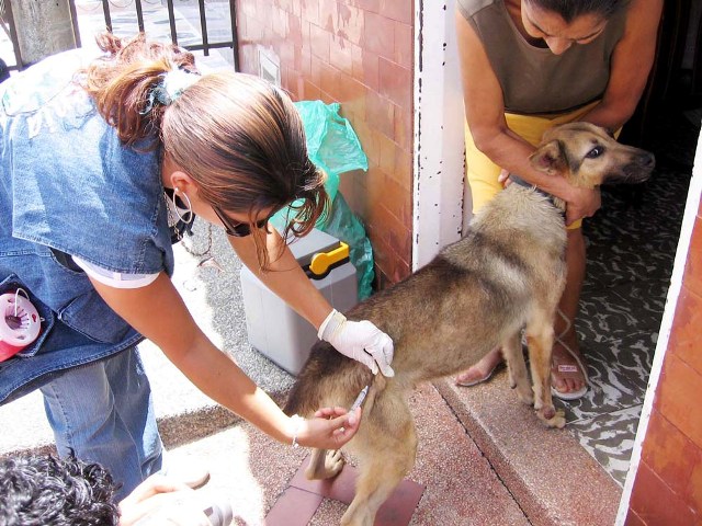 VACUNACIÓN EVITARÁ CONTAGIO RABIA PERROS, GATOS