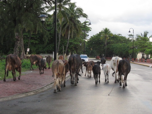 CONVIERTEN MALECÓN ZONA PASTOREO VACAS EN PUERTO PLATA