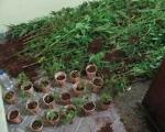 DESCUBREN PLANTACIÓN MARIHUANA NACIONALES BRITÁNICO, NORUEGO EN SOSÚA