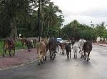 CONVIERTEN MALECÓN ZONA PASTOREO VACAS EN PUERTO PLATA