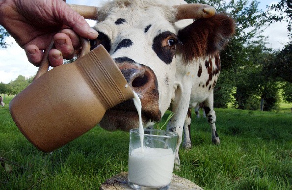 GANADEROS SOLICITAN GOBIERNO DISPONGA REAJUSTE PRECIO DE LA LECHE