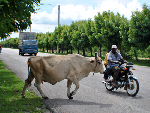 ANIMALES REALENGOS VAGAN CARRETERAS, CALLES, AVENIDAS PUERTO PLATA