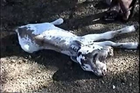 EN VILLA ISABELA: “VACA PARE BECERRO CON DOS CABEZAS”