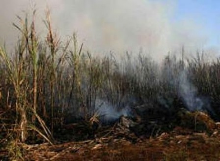 INCENDIAN CAMPOS CAÑEROS EN MONTELLANO