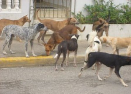 ANUNCIAN JORNADA VACUNACIÓN ANIMALES REALENGOS