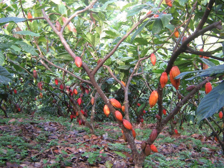 PRODUCTORES CACAO FOMENTAN TÉCNICAS MEJORAN CALIDAD DEL PRODUCTO