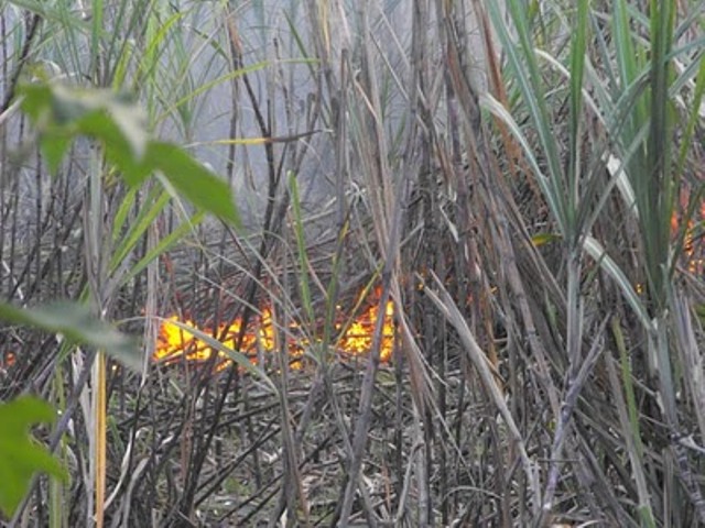INCENDIO CAÑAVERALES PROVOCA CENIZAS CUBRAN PUERTO PLATA