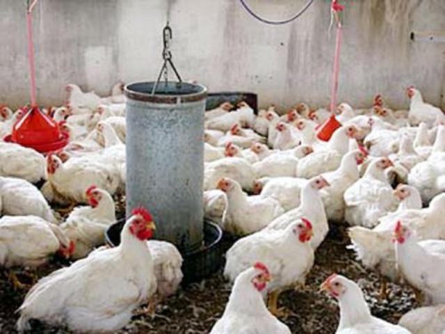 CIERRAN PROYECTOS CRÍA POLLOS COMUNIDADES REGIÓN CIBAO