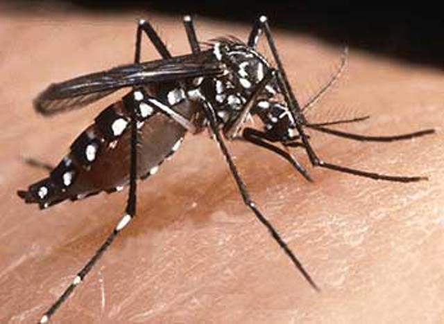 MINISTERIO SALUD PÚBLICA REGISTRA 900 CASOS DENGUE